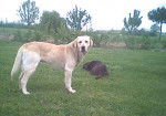 Rudy - Labrador Retriever