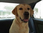 Topaze en voiture - Labrador Retriever