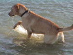 Topaze au lac - Labrador Retriever