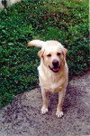 Owen - Labrador Retriever