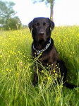 Dans l'herbe - Labrador Retriever