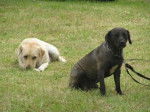 Xena et hercule - Labrador Retriever