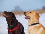 Photo Labrador Retriever