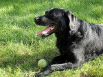 Photo Labrador Retriever