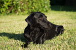 Photo Labrador Retriever