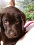 Effy - Labrador Retriever (4 mois)