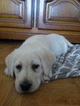 Nala ^_^ - Labrador Retriever (3 mois)