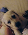 Nala - Labrador Retriever (3 mois)
