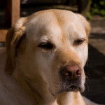 Photo Labrador Retriever