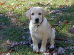 Photo Labrador Retriever