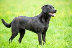 Photo Labrador Retriever
