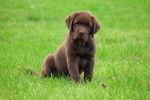 Photo Labrador Retriever