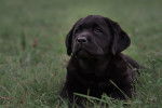 Photo Labrador Retriever