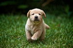 Photo Labrador Retriever