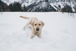 Un Labrador blanc jouant dans la neige