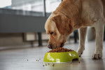Un Labrador Retriever en train de manger des croquettes dans sa gamelle