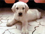 saqskya - Labrador Retriever (1 mois)