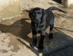 noirette - Labrador Retriever (5 mois)