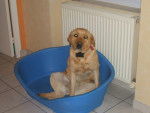 Abysse - Labrador Retriever (4 mois)