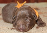 Chocolat - Labrador Retriever M&acirc;le