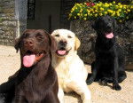 Oray,lianne et Orkia - Labrador Retriever (5 ans)