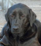 boomer - Labrador Retriever M&acirc;le (3 ans)