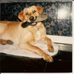 ben - Labrador Retriever M&acirc;le (1 mois)