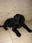 Ekiwa - Labrador Retriever (4 mois)