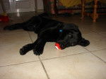 Ekiwa - Labrador Retriever (5 mois)