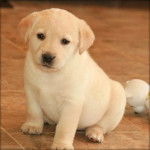 yara - Labrador Retriever (8 mois)