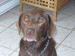 rocky - Labrador Retriever Mâle (3 ans)
