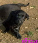 ibiza - Labrador Retriever (2 mois)