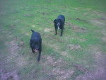 Holly & Raffiki - Labrador Retriever (8 ans)