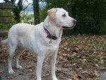 ....... - Labrador Retriever (8 ans)