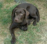 kiwi - Labrador Retriever (3 mois)