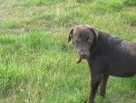 Bracken - Labrador Retriever (1 an)