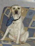 calimero - Labrador Retriever (3 ans)