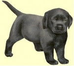 nuit sombre - Labrador Retriever M&acirc;le (1 mois)