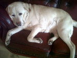 Tammy - Labrador Retriever (10 ans)