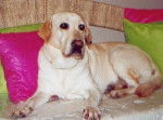 Shippie - Labrador Retriever (7 ans)
