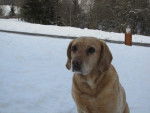 Maya - Labrador Retriever (10 ans)