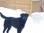 Manouk - Labrador Retriever (4 ans)