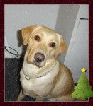 doudoune - Labrador Retriever (5 ans)