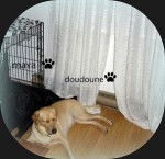 doudoune - Labrador Retriever (6 ans)