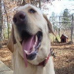 Duke - Labrador Retriever M&acirc;le (3 ans)