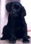 tania - Labrador Retriever (10 mois)