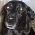 maya - Labrador Retriever (8 ans)