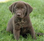 Chip - Labrador Retriever M&acirc;le (4 mois)
