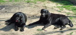 Arty et Rocky - Labrador Retriever M&acirc;le (6 ans)
