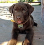 keely - Labrador Retriever (4 mois)
